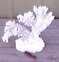coral.jpg (6637 bytes)
